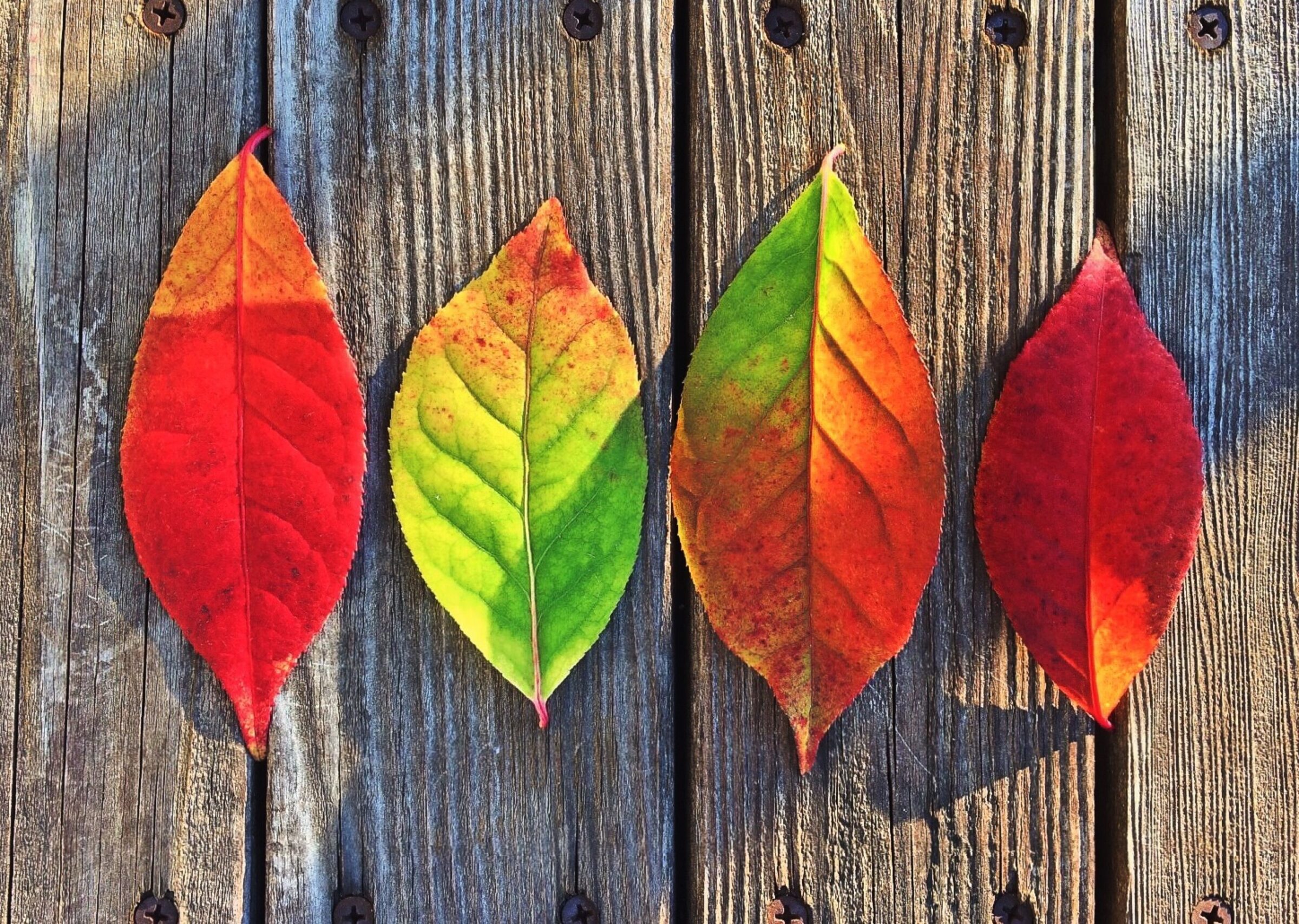Leaves fall colors rainbow