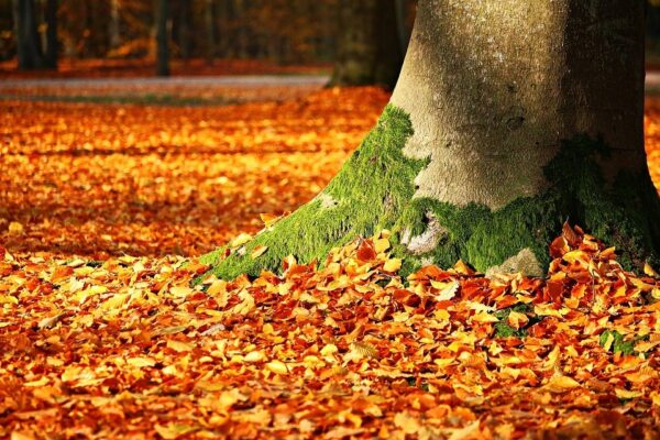 Autumn